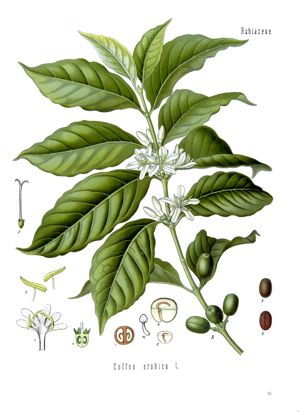 Botanische plaat van een arabicatak met bladeren, witte bloemen, bessen en gedetailleerde zaaddoorsneden