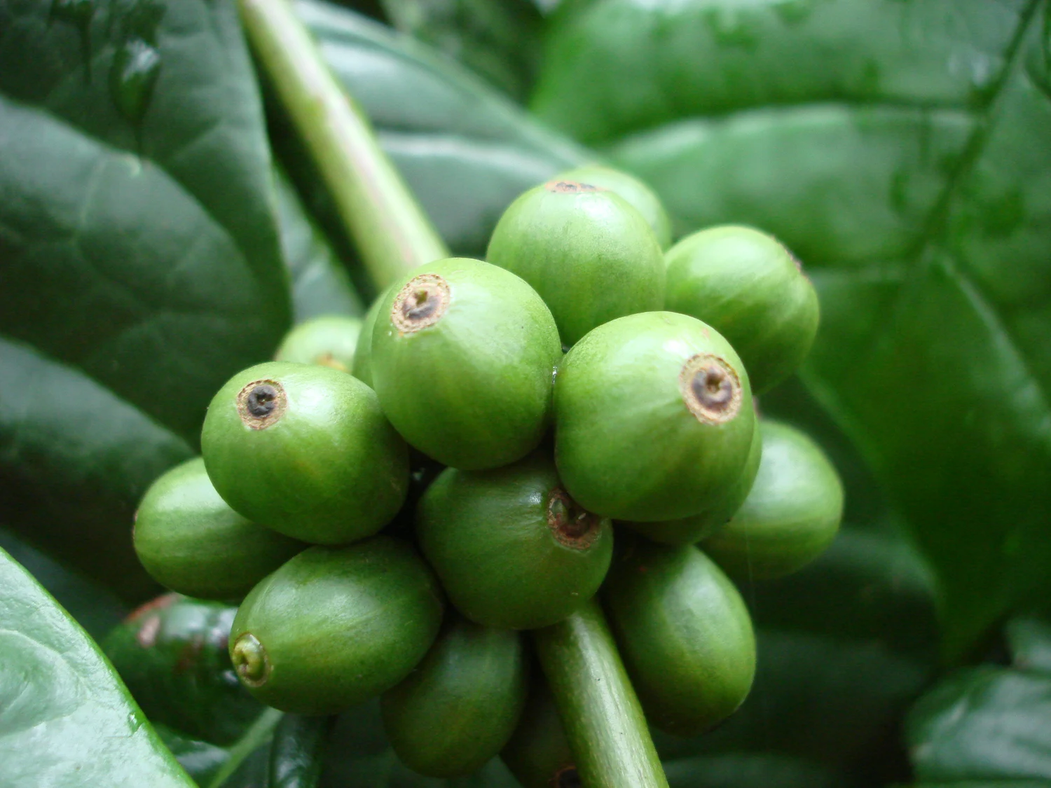 Trossen onrijpe groene Coffea canephora-bessen aan een koffieplant