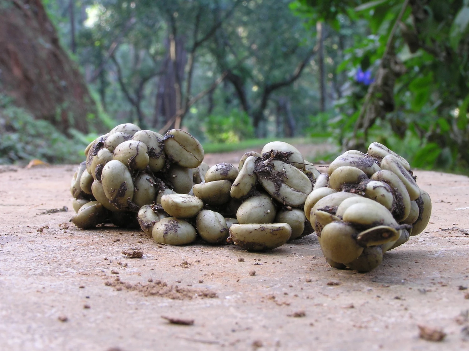 Arabica-koffiezaden zichtbaar in civetuitwerpselen in Karnataka, India